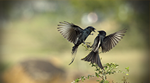 Love Is In The Air DDOS网页端平台